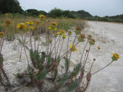 Senecio pillansii, photographed by Caroline Voget