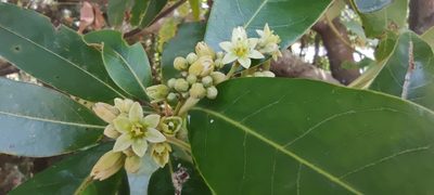 Persea indica, photographed by Santiago Martín-Bravo