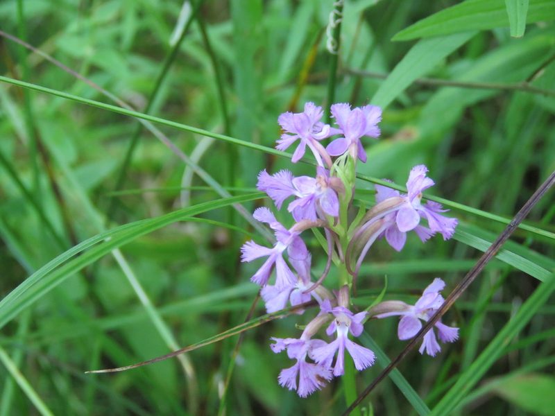 Platanthera psycodes, photographed by Jenn (McPhee) Dyson