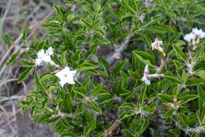 Pachypodium saundersii, photographed by Alec McClay