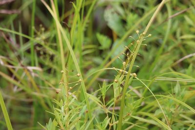 Lysimachia terrestris, photographed by Henry "Nick" Robertson