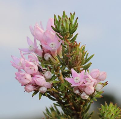 Phylica gnidioides, photographed by Tony Rebelo