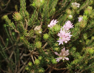 Phylica gnidioides, photographed by Tony Rebelo