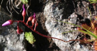 Drosera ericgreenii, photographed by Tony Rebelo