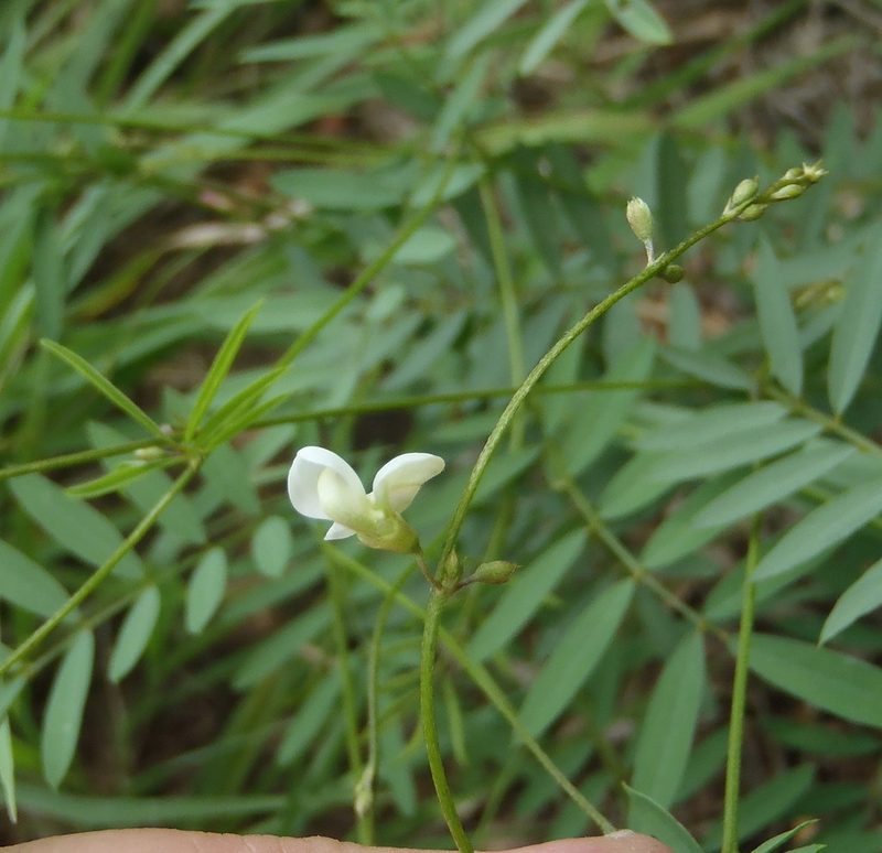 Tephrosia multijuga, photographed by Nicola van Berkel