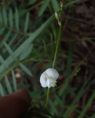 Tephrosia multijuga, photographed by Nicola van Berkel