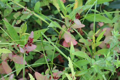 Hypericum fraseri, photographed by Henry "Nick" Robertson