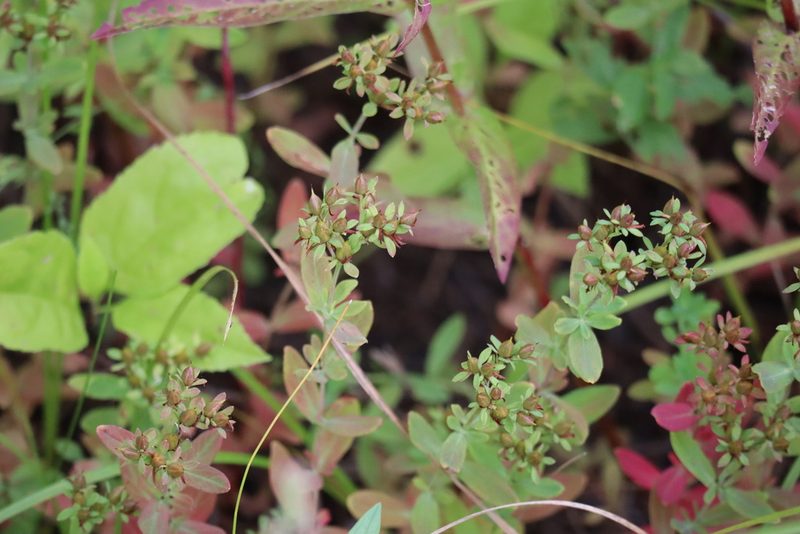 Hypericum ellipticum, photographed by Henry "Nick" Robertson