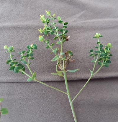 Euphorbia glareosa, photographed by Martin Scheuch