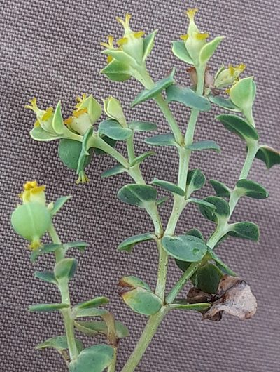 Euphorbia glareosa, photographed by Martin Scheuch