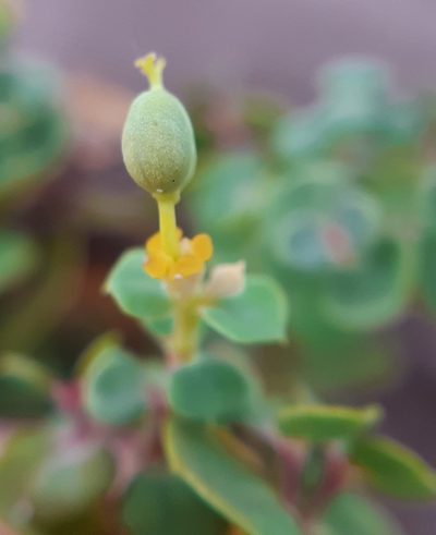 Euphorbia glareosa, photographed by Martin Scheuch