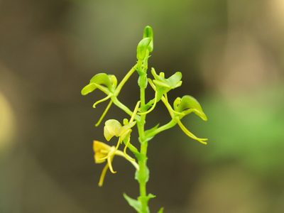 Liparis bowkeri, photographed by Peter Archdale