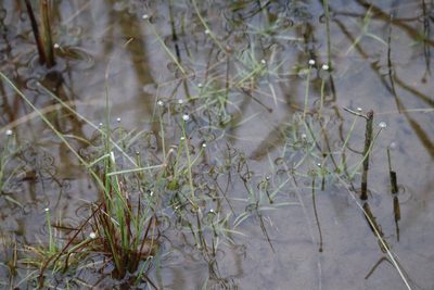 Eriocaulon aquaticum, photographed by Henry "Nick" Robertson
