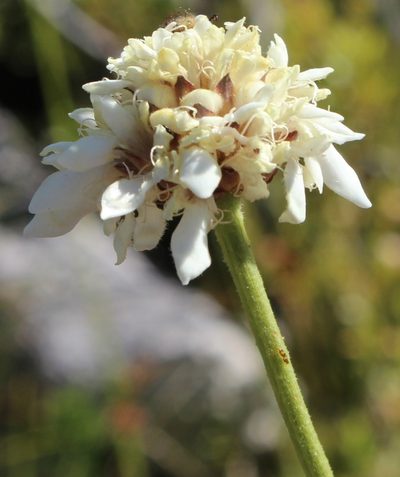 Cephalaria rigida, photographed by Tony Rebelo