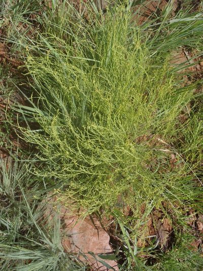 Thesium utile, photographed by Nicola van Berkel