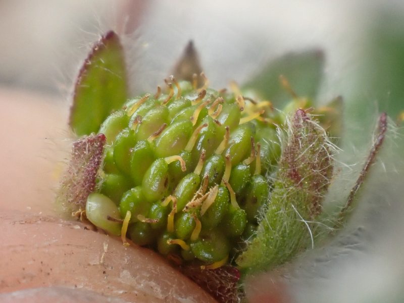 Potentilla hyparctica, photographed by Trevor Van Loon