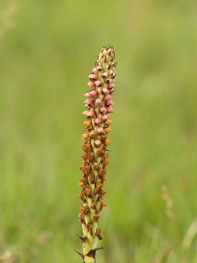 Disa versicolor, photographed by Peter Archdale