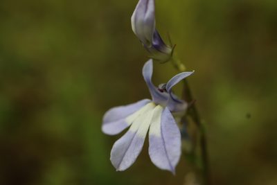 Lobelia kalmii, photographed by Henry "Nick" Robertson