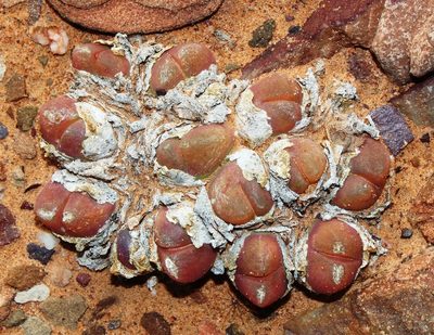 Gibbaeum nuciforme, photographed by Tony Rebelo