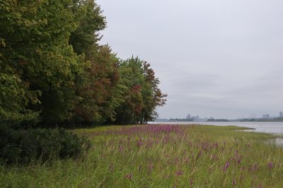 Calamagrostis canadensis, photographed by Henry "Nick" Robertson