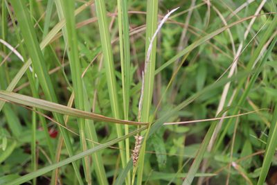 Carex vesicaria, photographed by Henry "Nick" Robertson