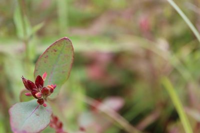 Hypericum fraseri, photographed by Henry "Nick" Robertson