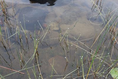 Eriocaulon aquaticum, photographed by Henry "Nick" Robertson