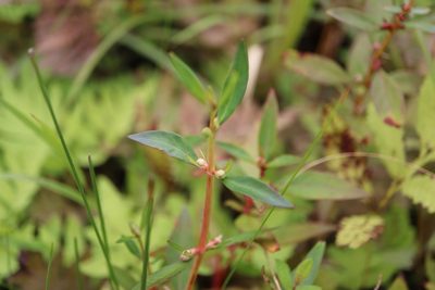 Lysimachia terrestris, photographed by Henry "Nick" Robertson