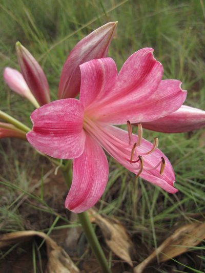 Crinum graminicola, photographed by Andrew Deacon