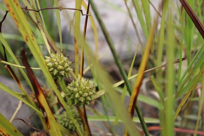 Sparganium eurycarpum, photographed by Henry "Nick" Robertson