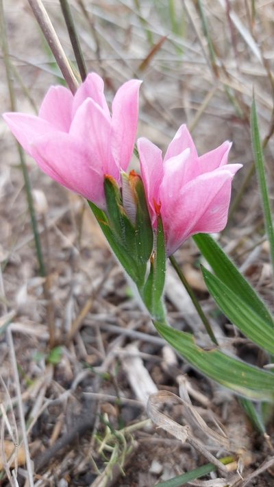Babiana blanda, photographed by Jacques van der Merwe