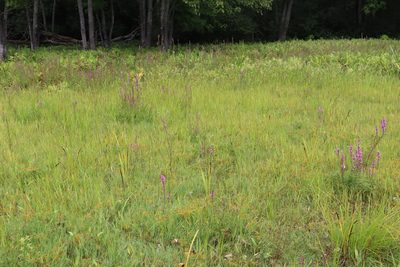 Panicum philadelphicum, photographed by Henry "Nick" Robertson