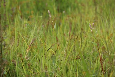 Panicum philadelphicum, photographed by Henry "Nick" Robertson