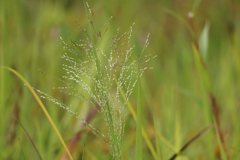 Panicum philadelphicum, photographed by Henry "Nick" Robertson