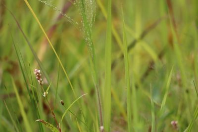 Panicum philadelphicum, photographed by Henry "Nick" Robertson