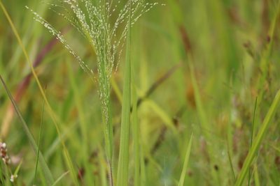 Panicum philadelphicum, photographed by Henry "Nick" Robertson