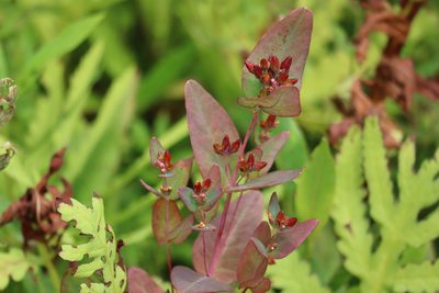 Hypericum fraseri, photographed by Henry "Nick" Robertson