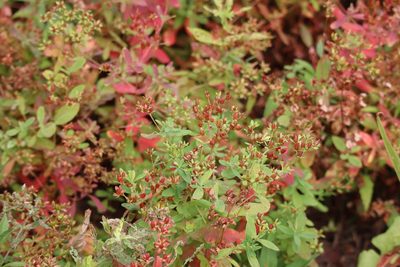 Hypericum ellipticum, photographed by Henry "Nick" Robertson