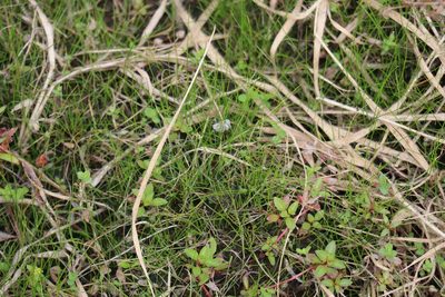 Eleocharis acicularis, photographed by Henry "Nick" Robertson