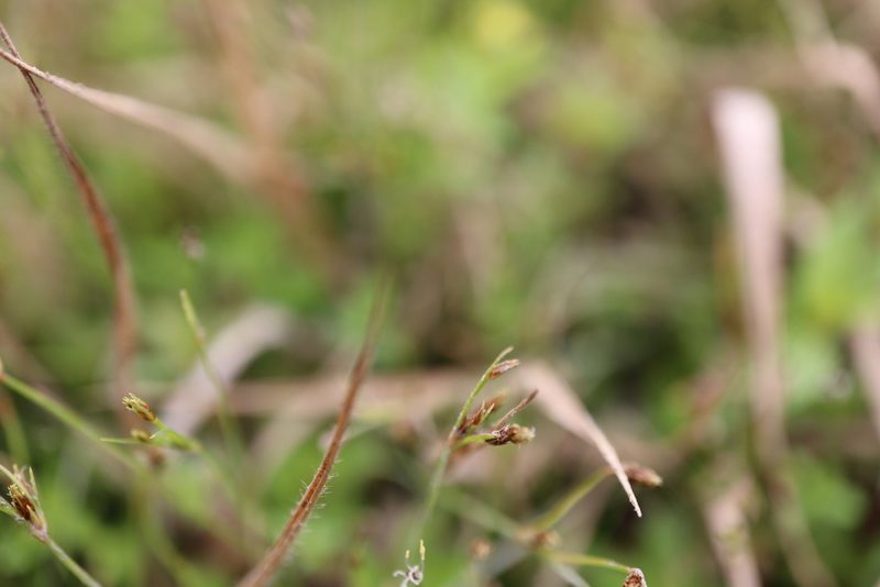Fimbristylis autumnalis, photographed by Henry "Nick" Robertson