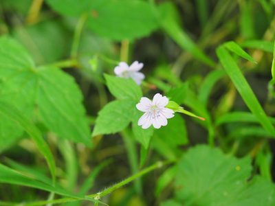 Geranium nodosum, photographed by Andra Waagmeester