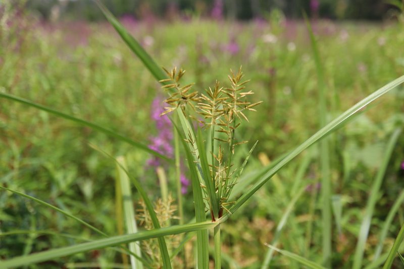 Cyperus esculentus, photographed by Henry "Nick" Robertson