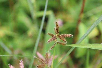 Cyperus diandrus, photographed by Henry "Nick" Robertson