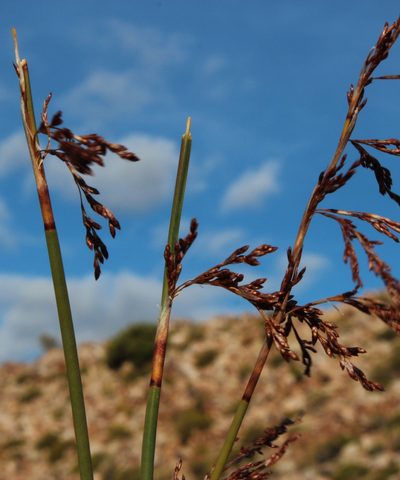 Rhodocoma fruticosa, photographed by Tony Rebelo