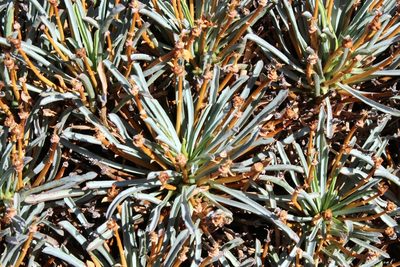 Euphorbia multifolia, photographed by Tony Rebelo