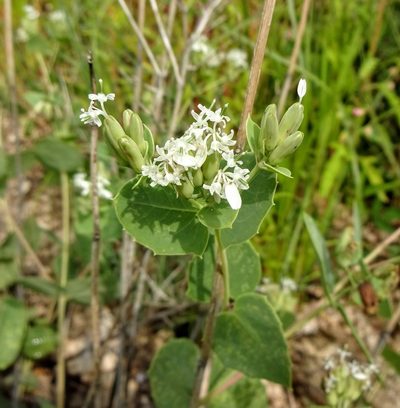 Guardiola platyphylla, photographed by Andrew Tree