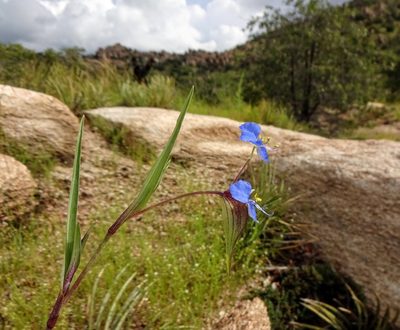 Commelina dianthifolia, photographed by Andrew Tree