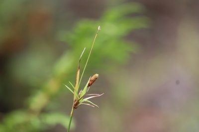 Scirpus pendulus, photographed by Henry "Nick" Robertson