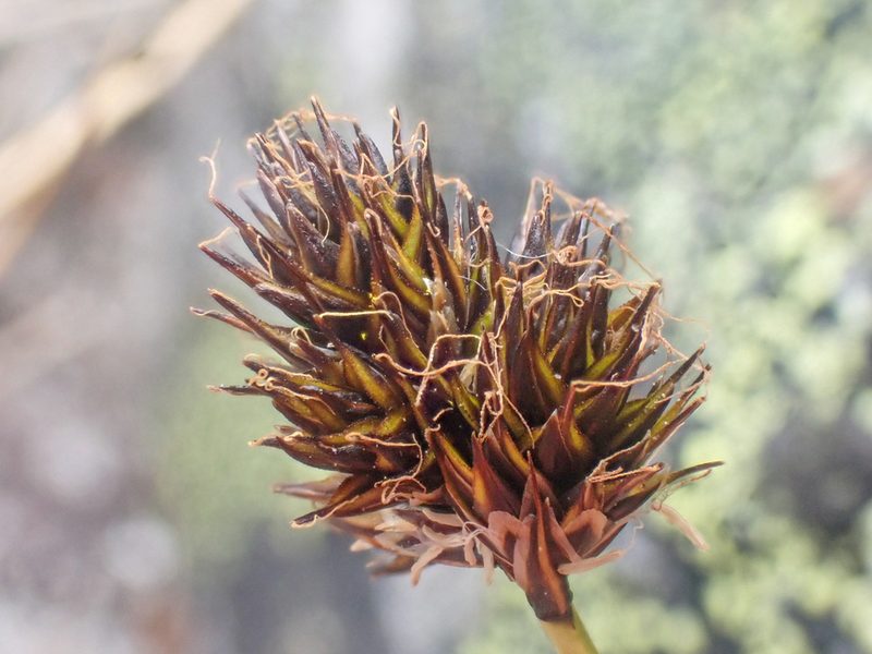Carex haydeniana, photographed by Trevor Van Loon