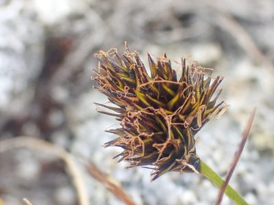Carex haydeniana, photographed by Trevor Van Loon